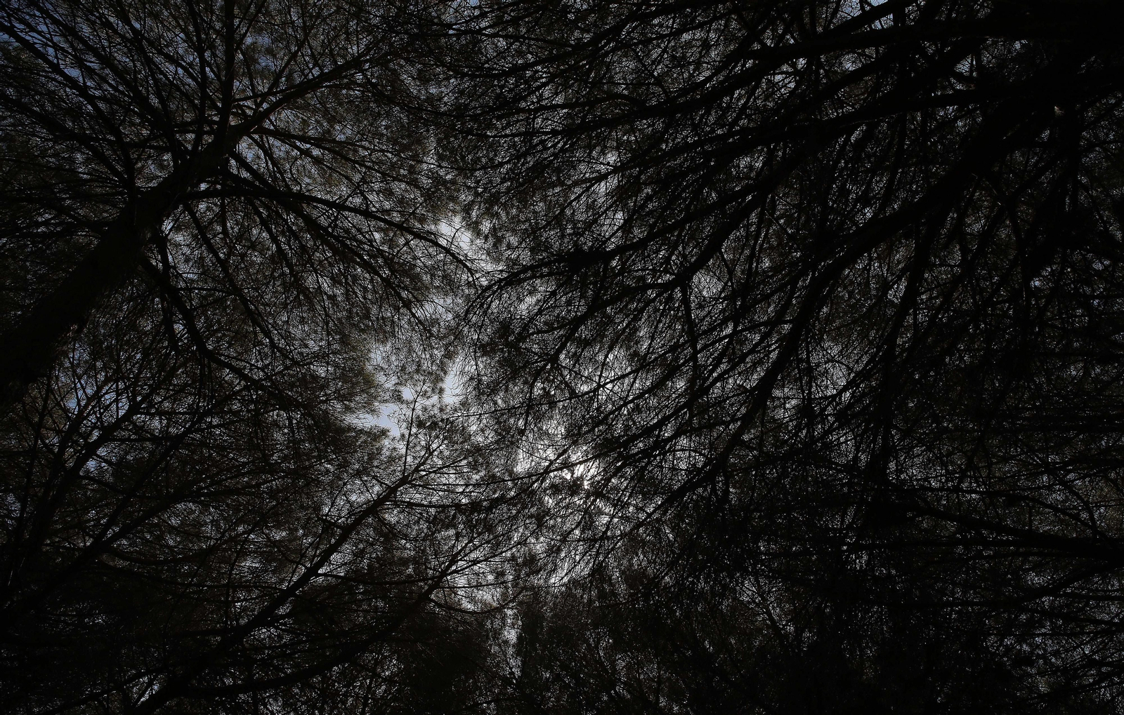 El Pinar del Rey de San Roque, en imágenes
