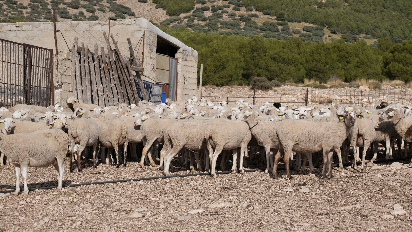 Ganadería extremeña.