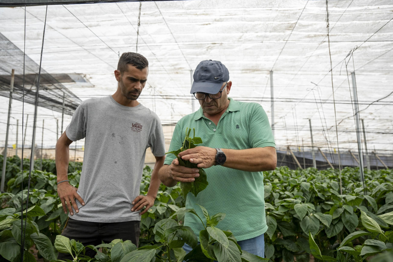 Las imágenes de la suelta de bichos depredadores para la lucha biológica en invernadero por Agrobio