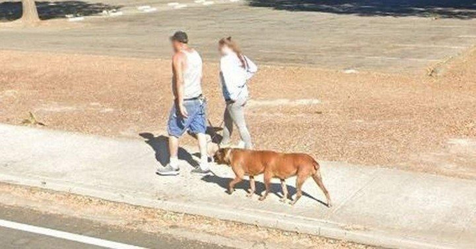 Google maps revoluciona las redes al mostrar un perro de 6 patas