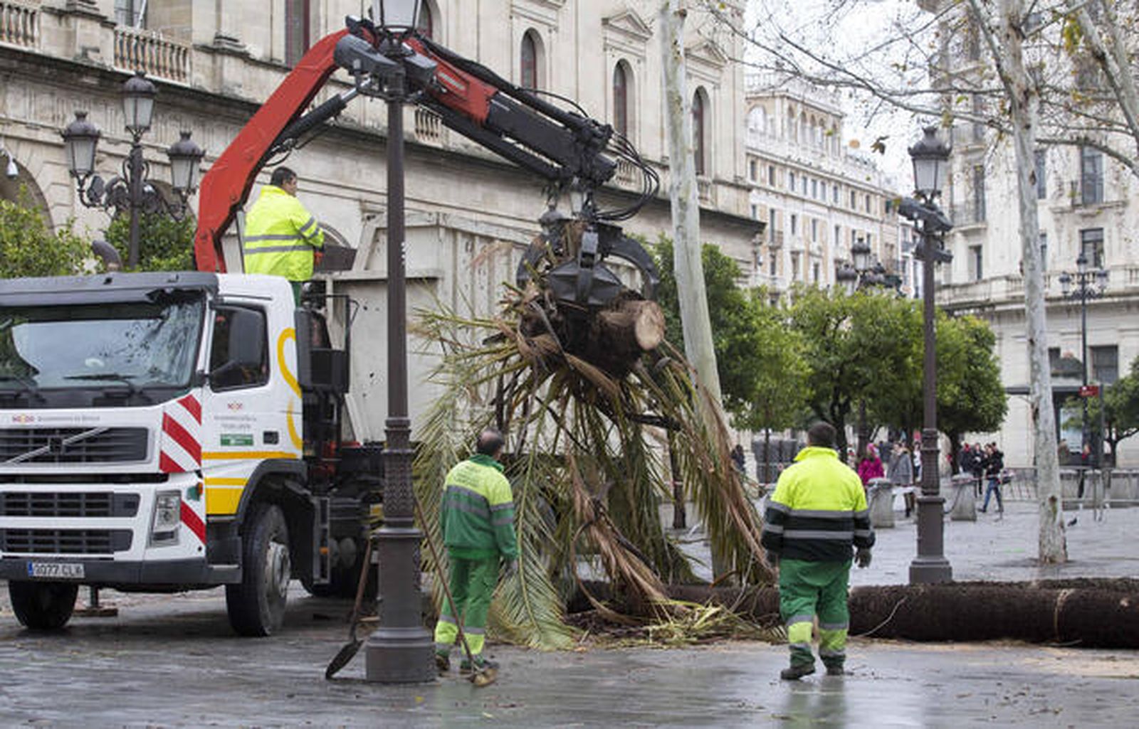 La borrasca 'Emma' también afectó a varias palmeras de la Plaza Nueva de Sevilla.