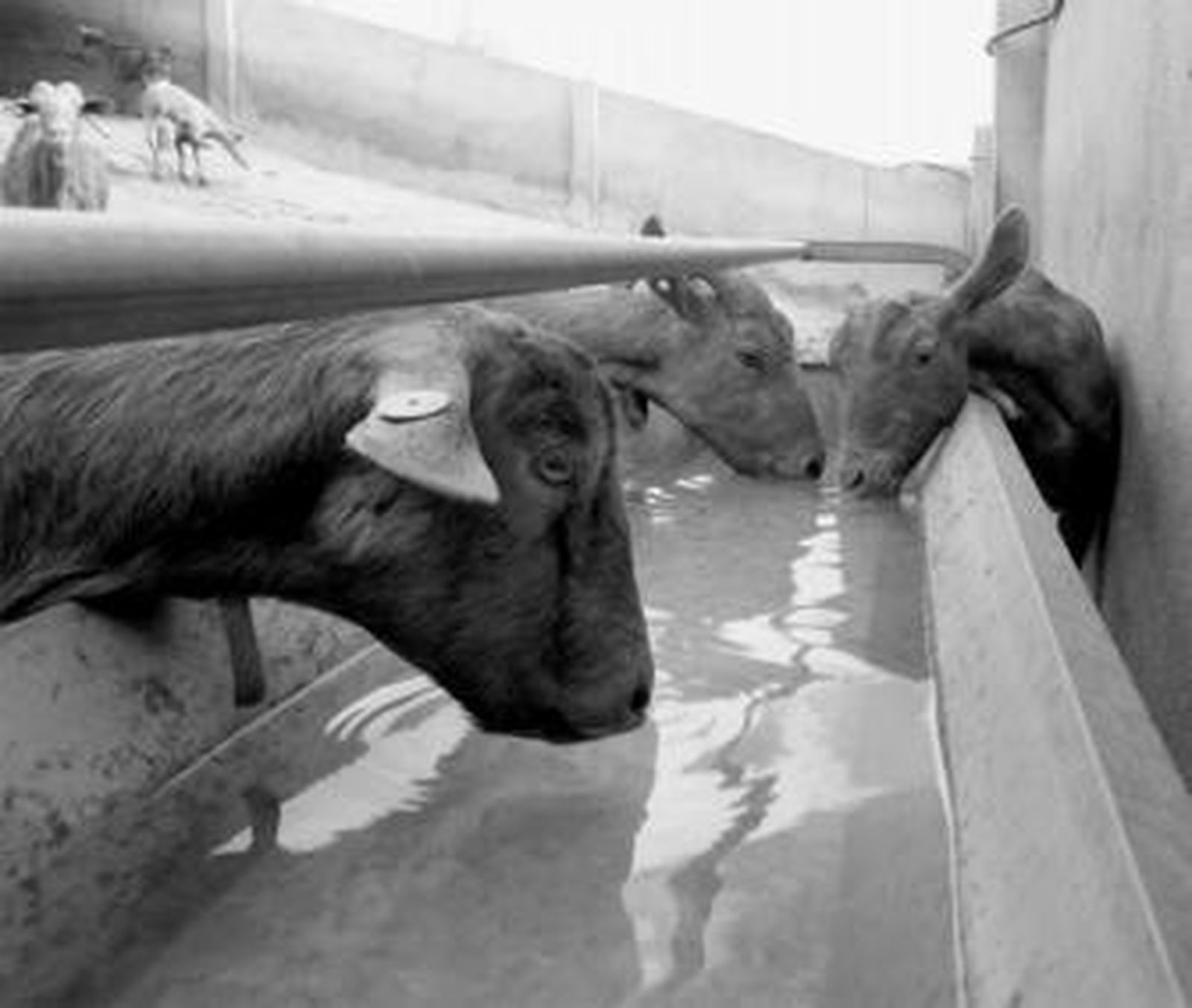 Cabras de una explotación ganadera de Cártama beben del agua traída por un camión cuba.