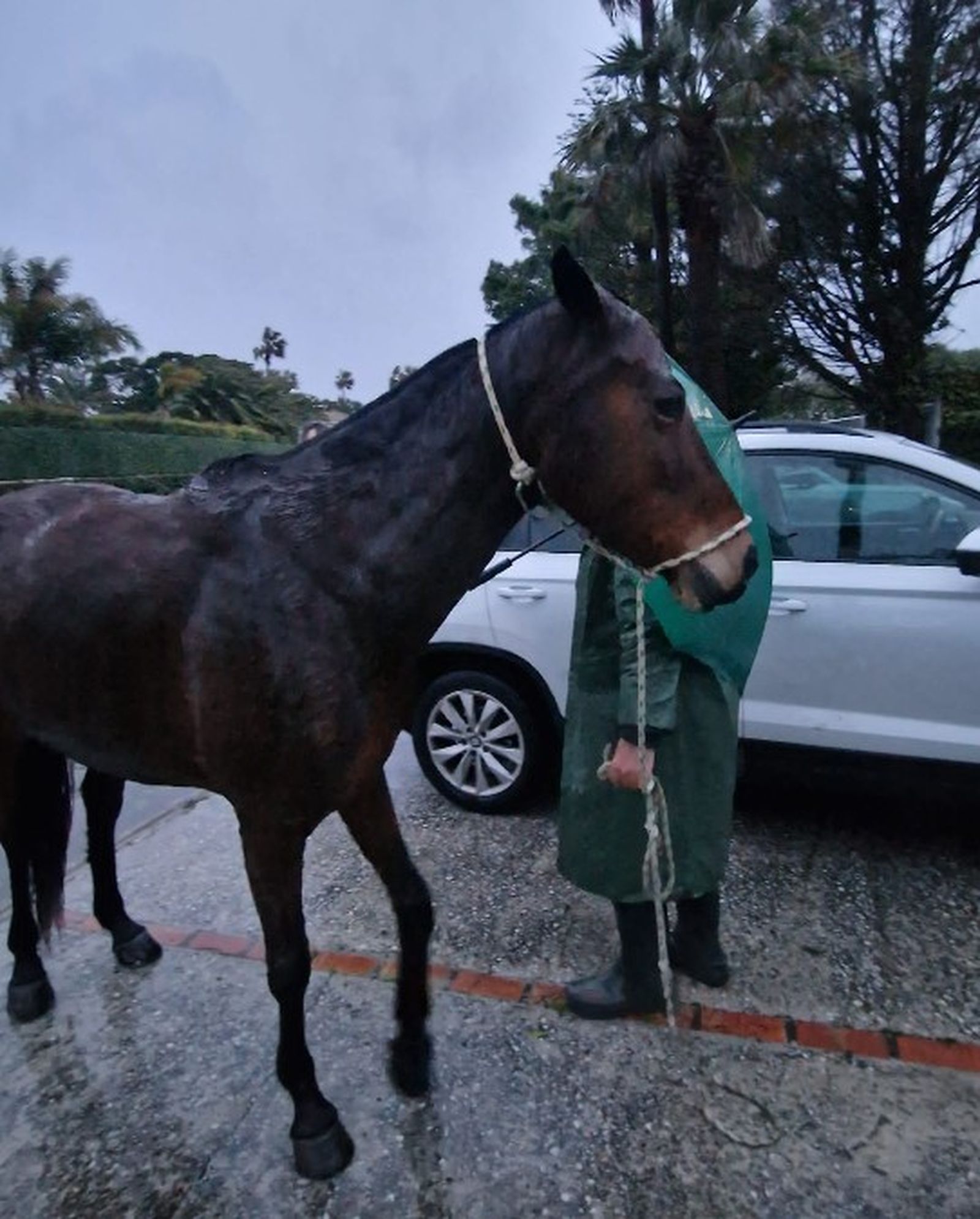 El animal, una vez en tierra