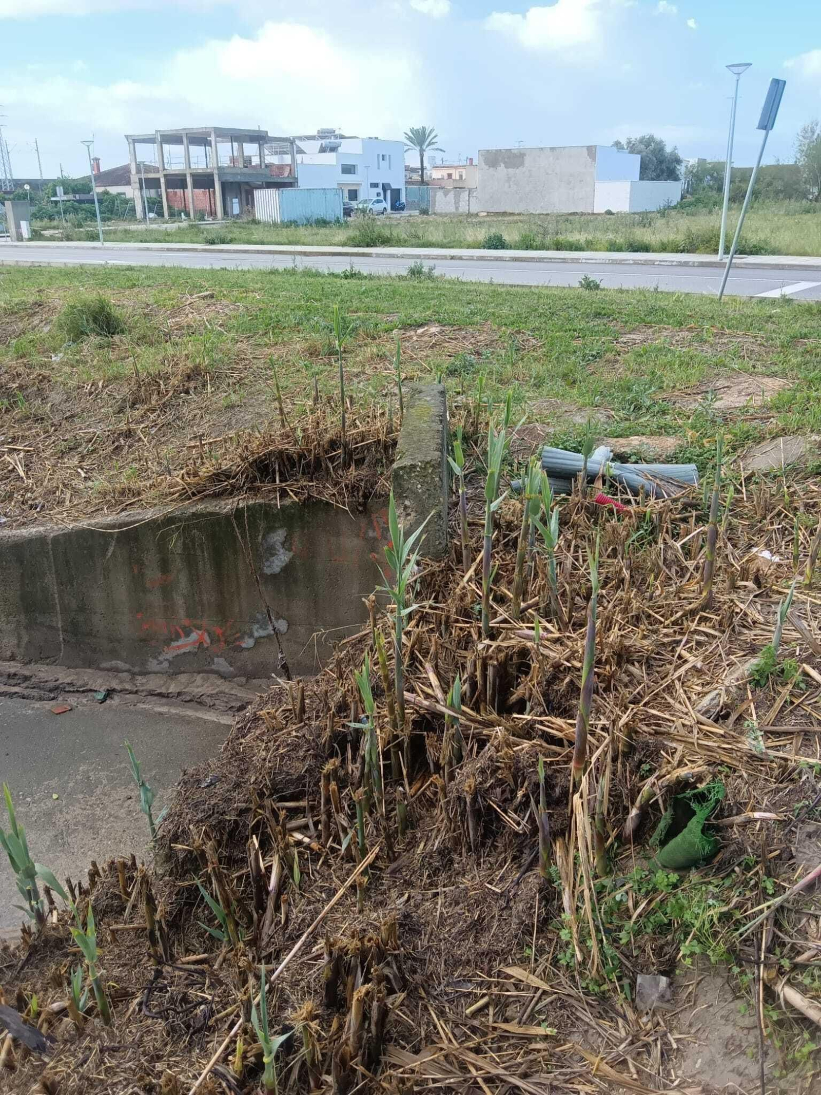 Apertura del canal, en el que pueden verse nuevas cañas. Apertura del canal, en el que pueden verse nuevas cañas.