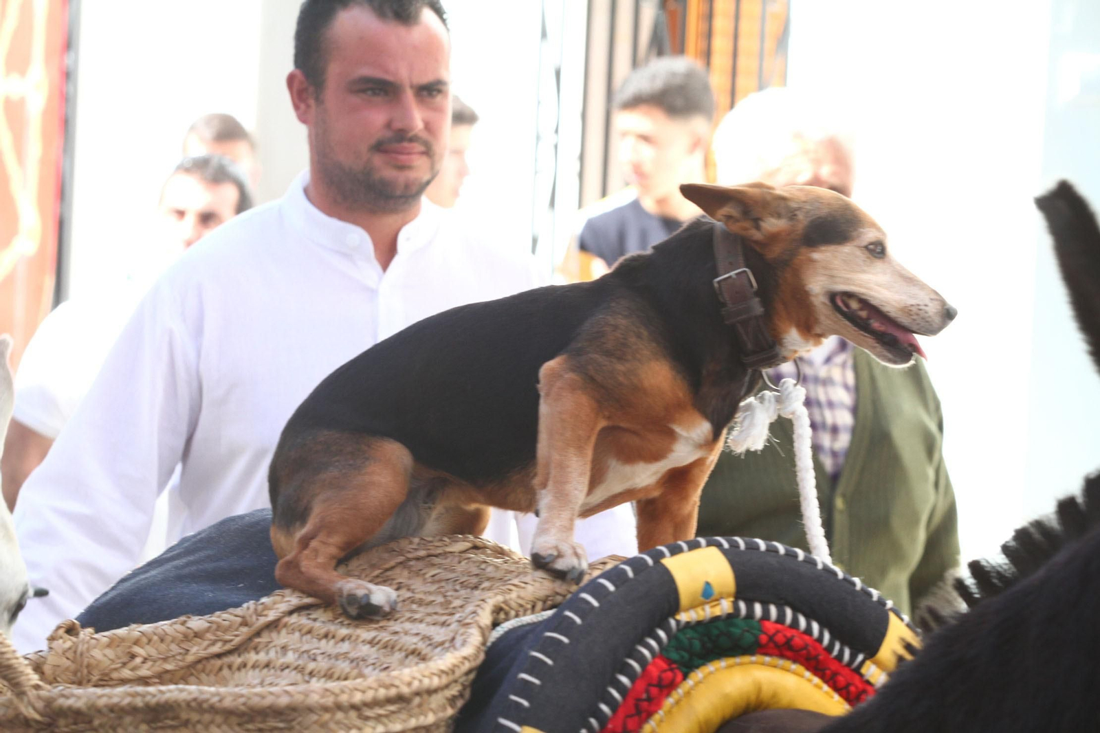 Imágenes del desfile de la XIX Feria Medieval del Descubrimiento, en Palos de la Frontera