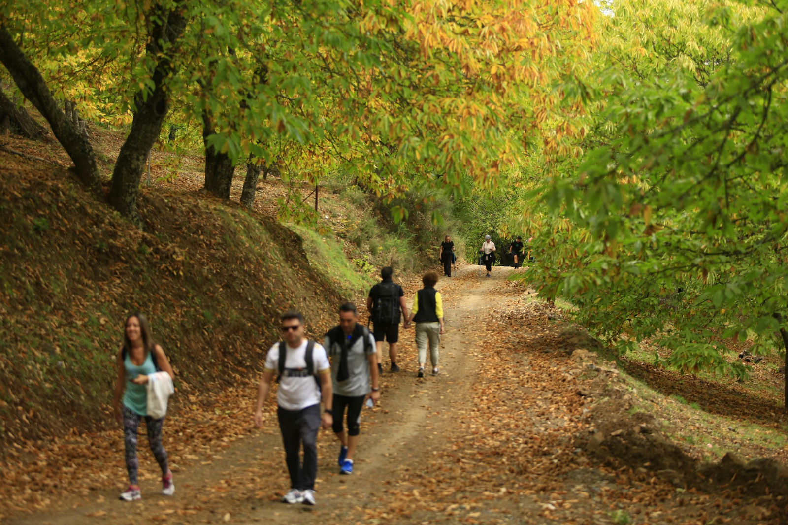 Fotos del Bosque de Cobre en el Valle del Genal.
