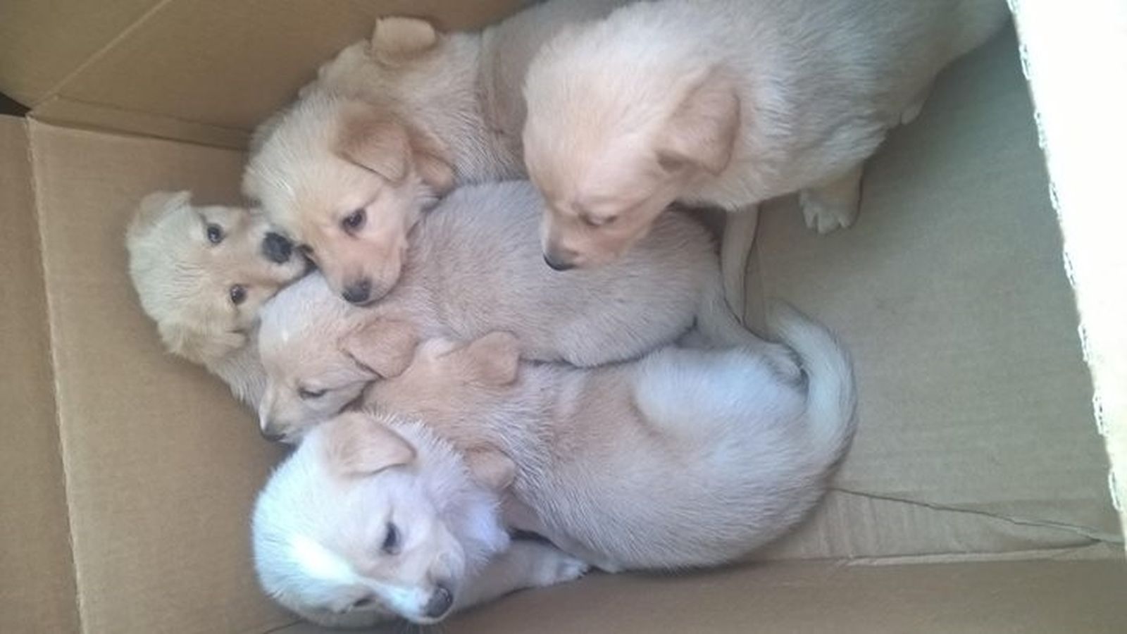 Cinco cachorros rescatados de una caja depositada junto a un contenedor de basura.