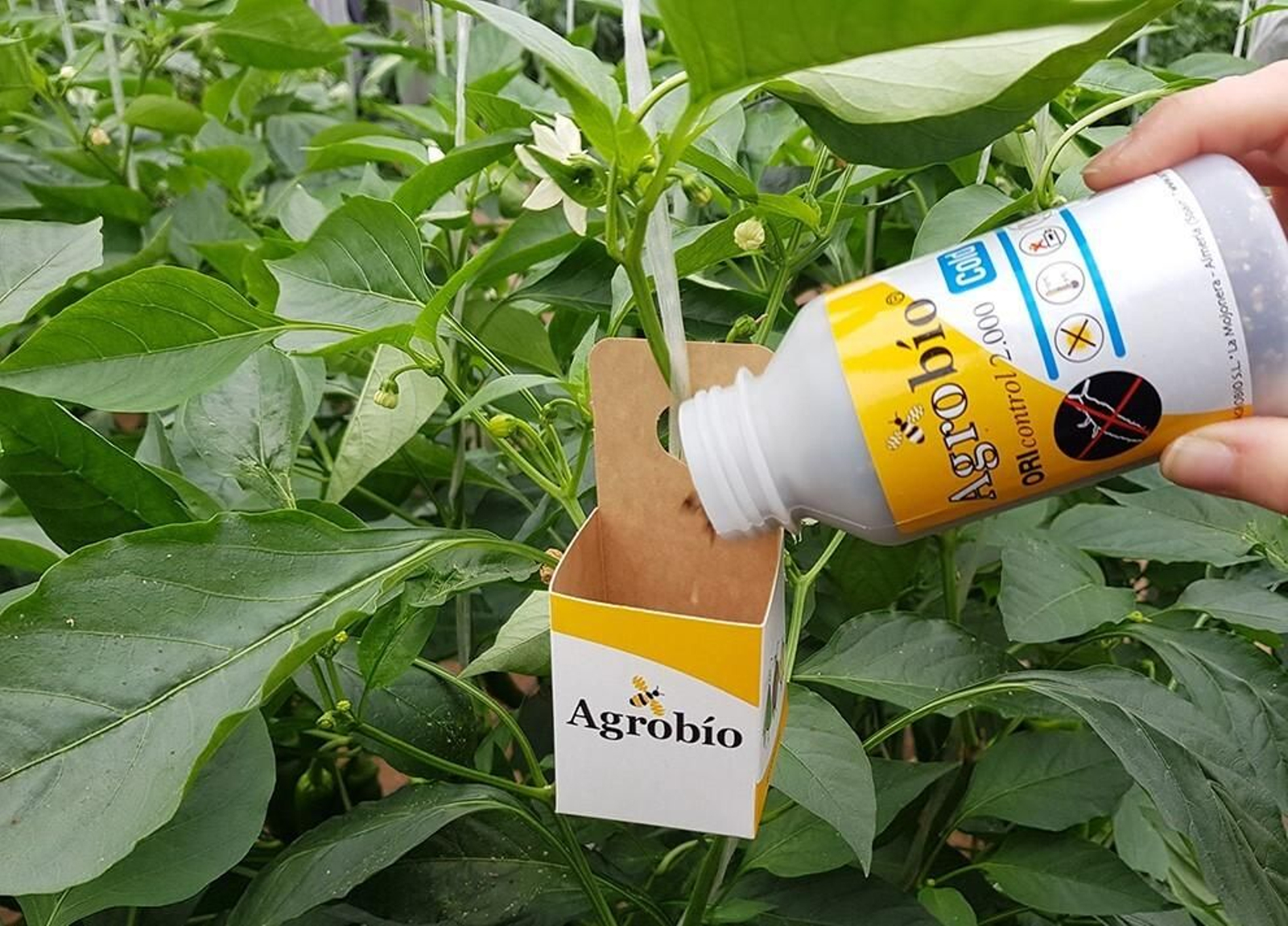 Suelta de ORIcontrol Cold de Agrobío en pimiento