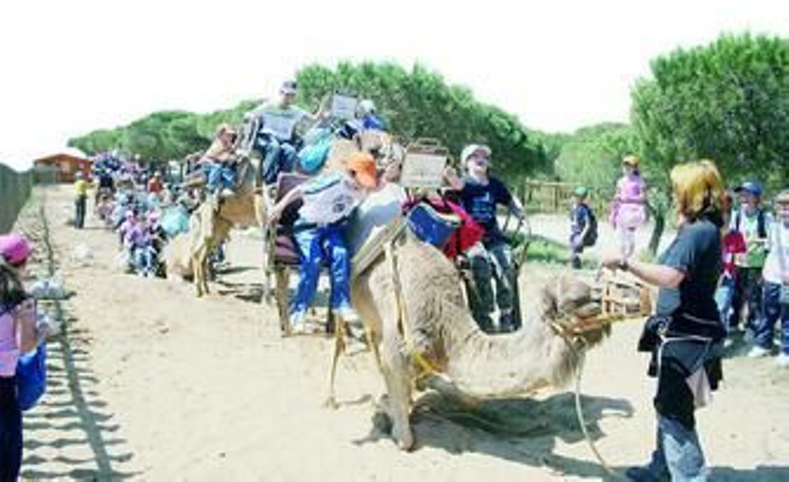 Doñana, a vista de dromedarios