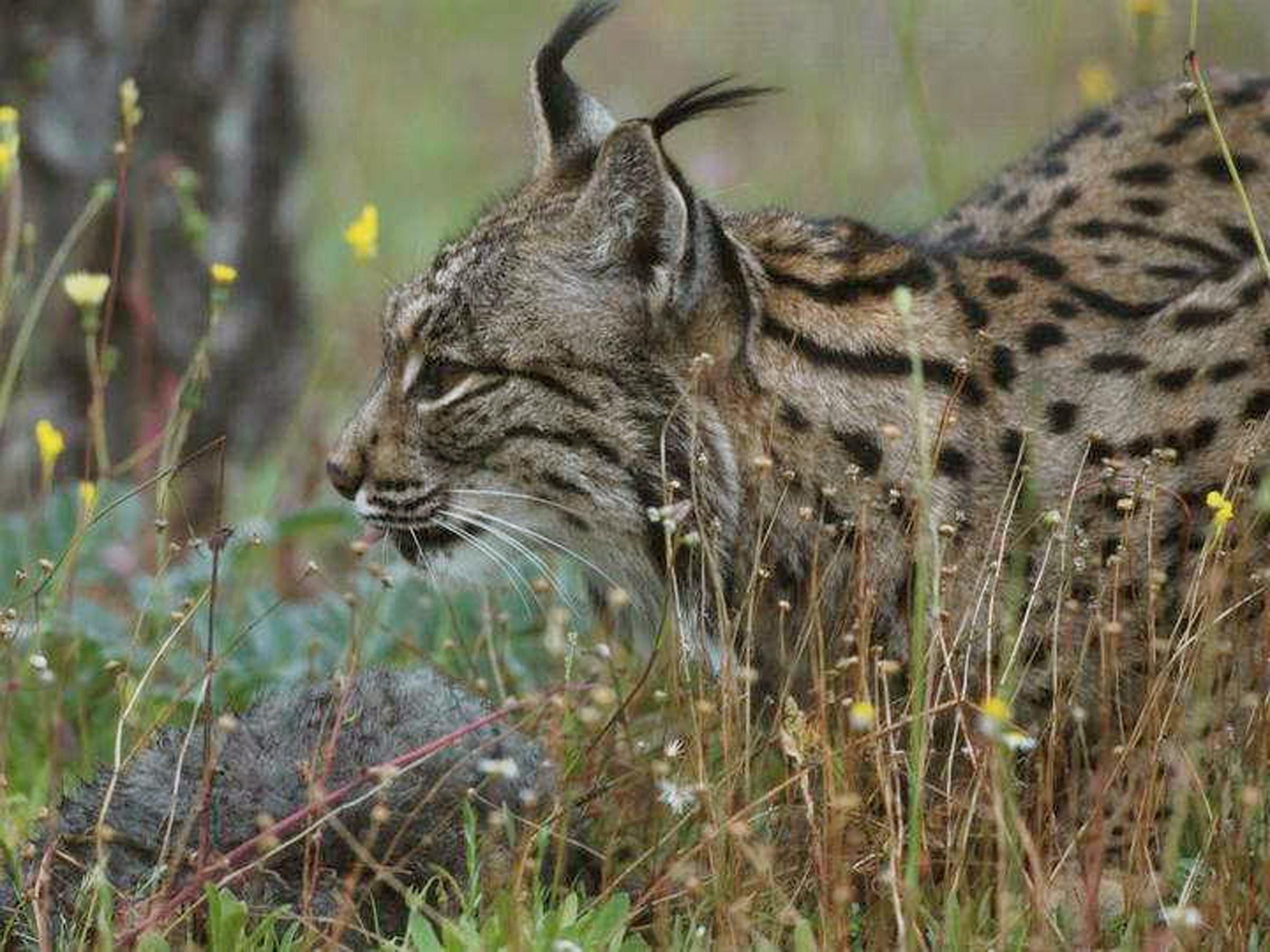 Imagen de un lince ibérico en el Parque Nacional de Doñana