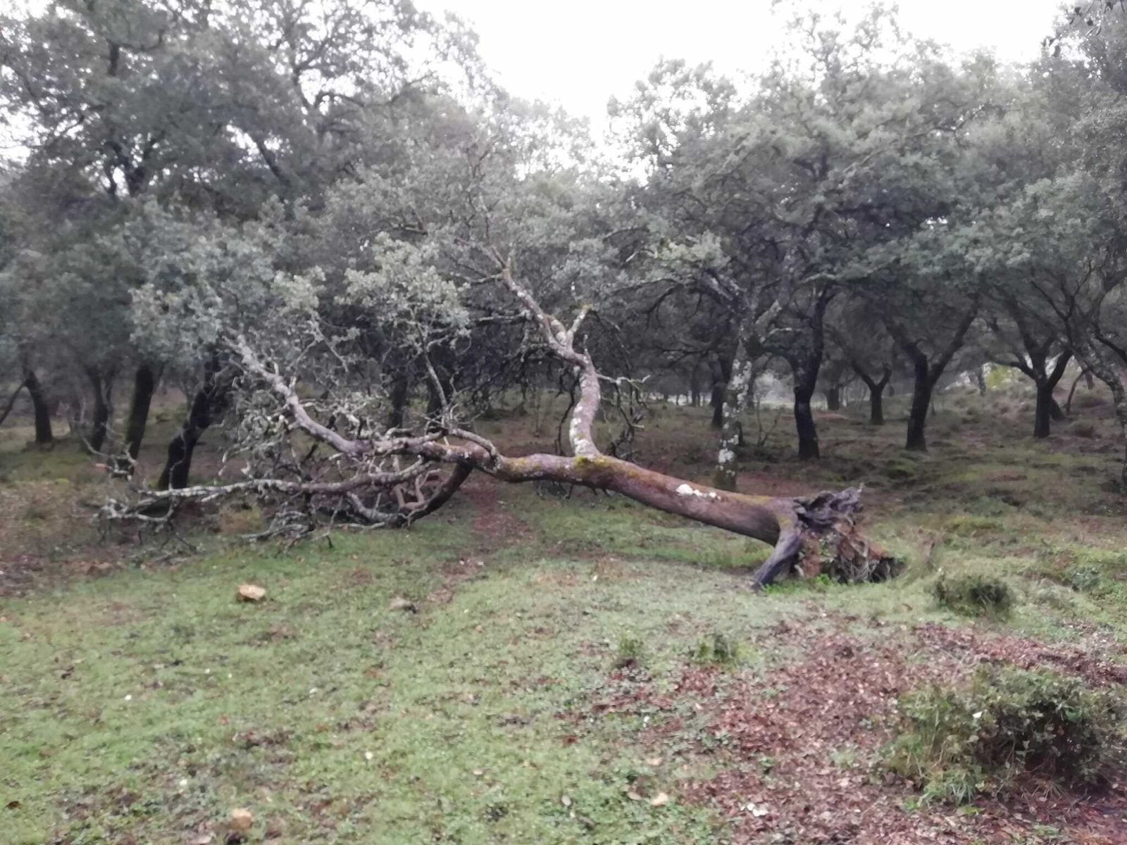 Un árbol del que se aprovechará la leña