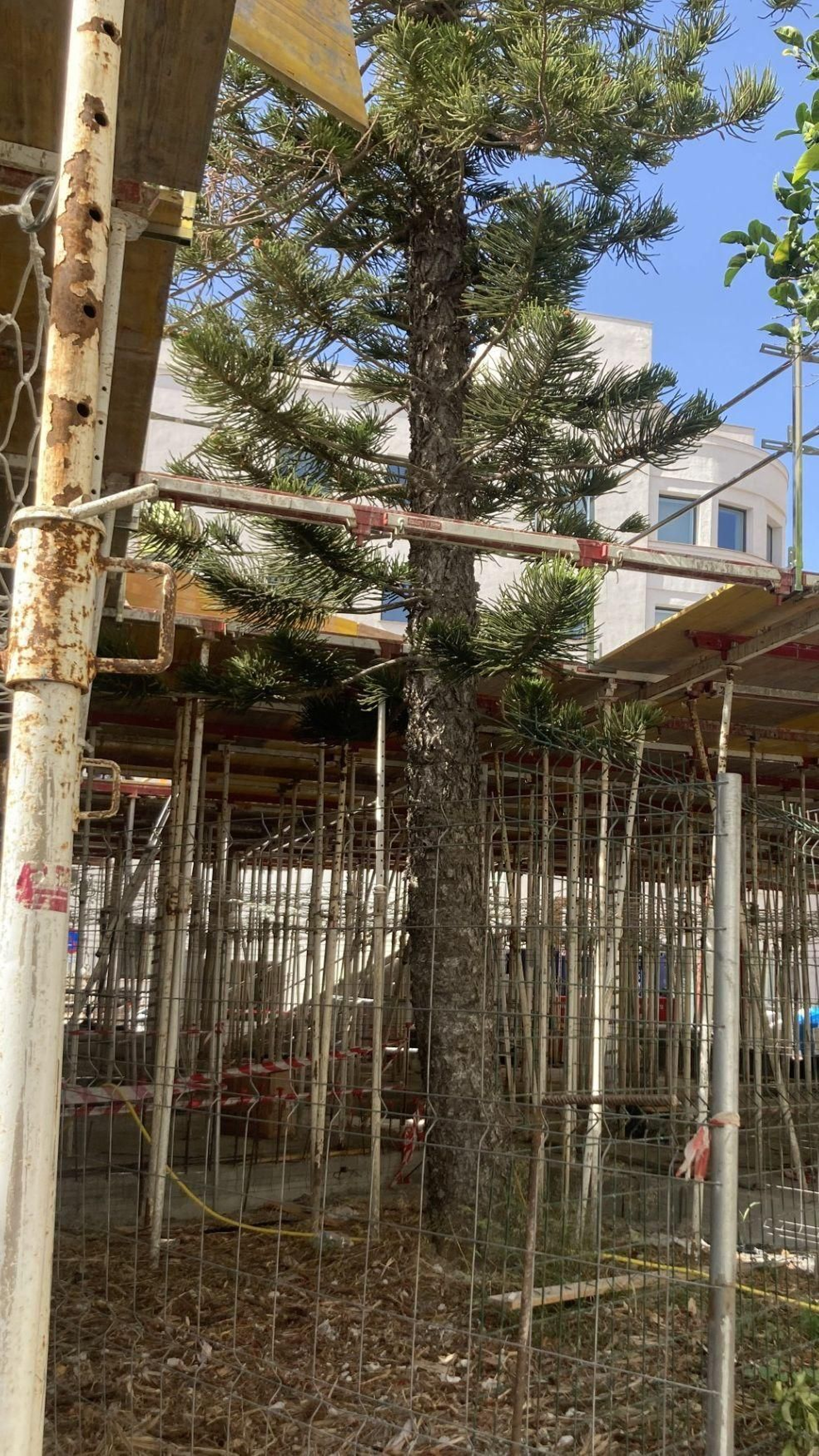 La araucaria, el pasado mes de julio, cuando nada más que se había levantado la planta baja.