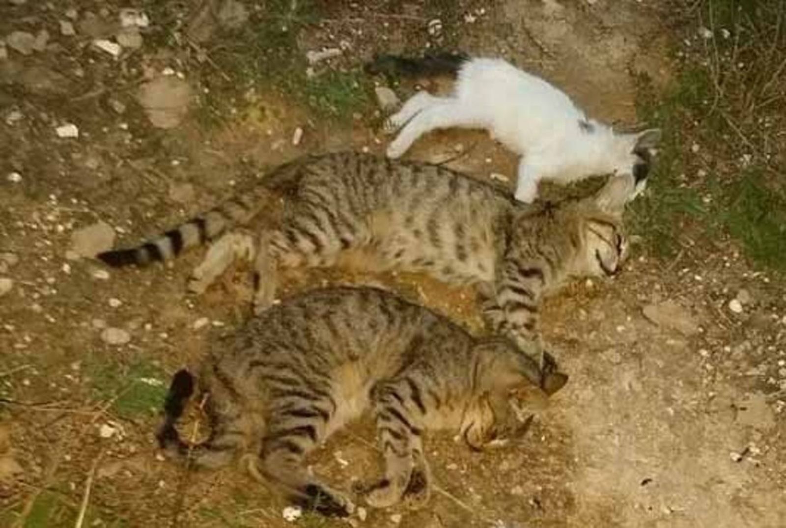 Una imagen de varios gatos muertos, tras haber sido golpeados y depositados en una bolsa de basura.