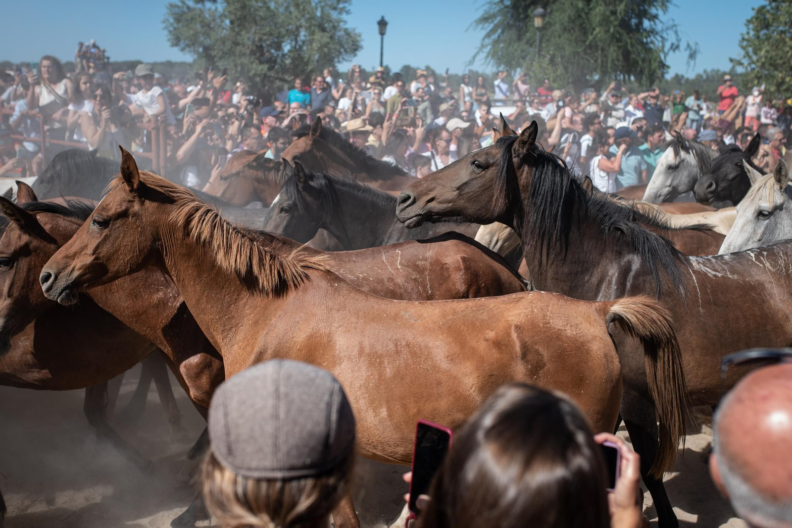Imágenes de la Saca de las Yeguas a su paso por El Rocío