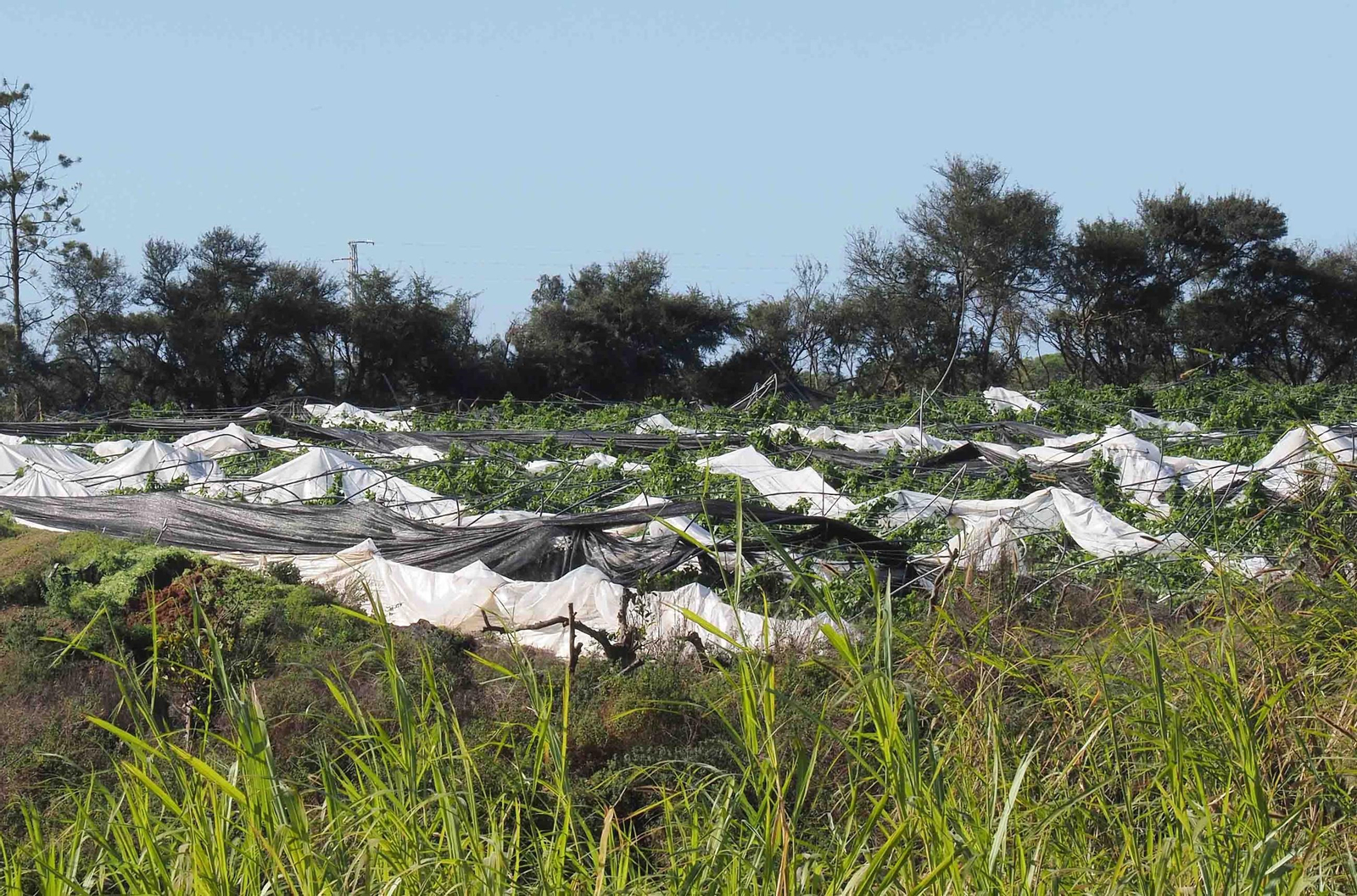 Imágenes de los daños causados por la violenta manga de viento en la provincia de Huelva