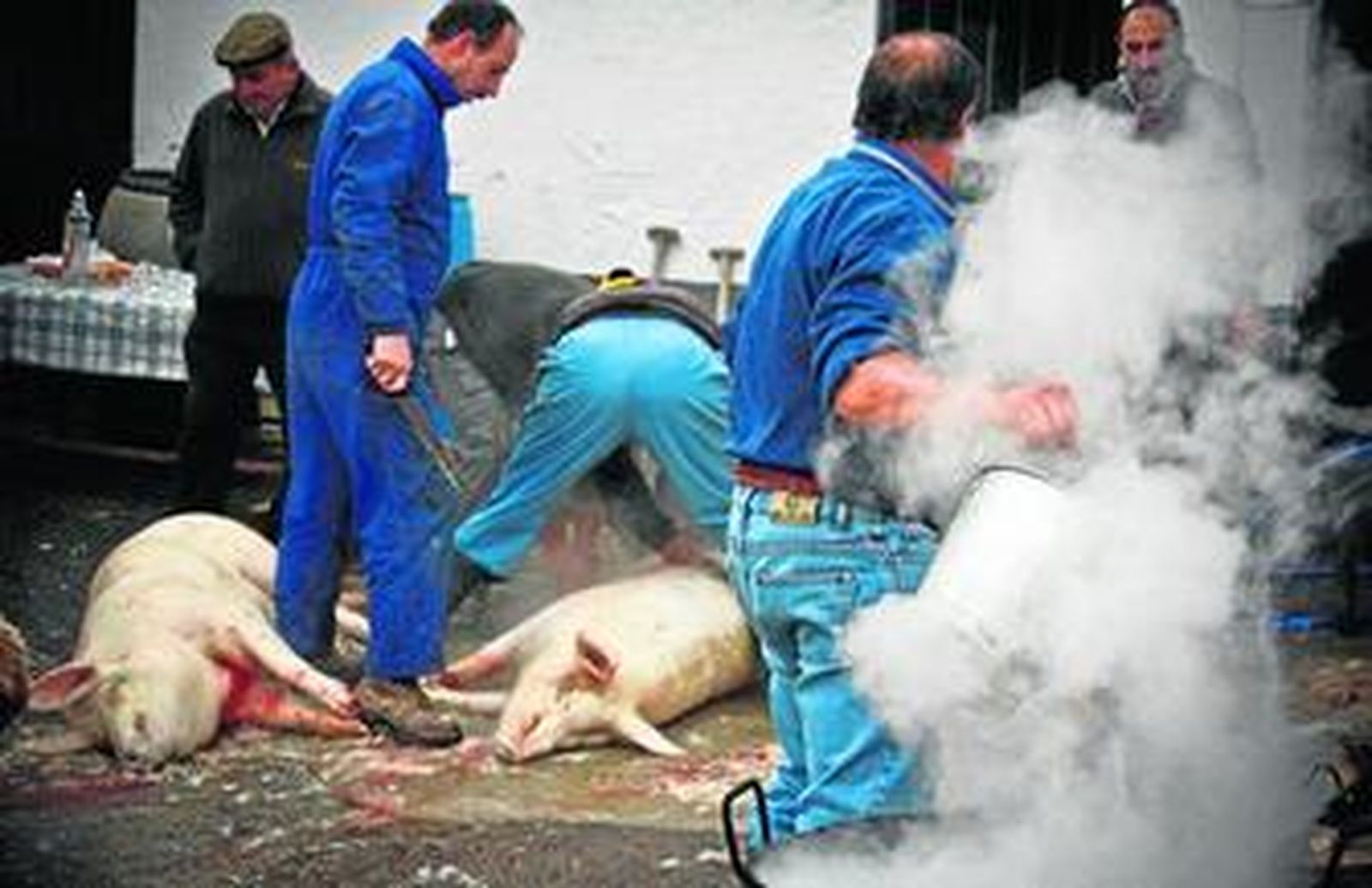Un fotograma de 'Matanza', el cortometraje documental de Nacho Sánchez que competirá en Alcances.