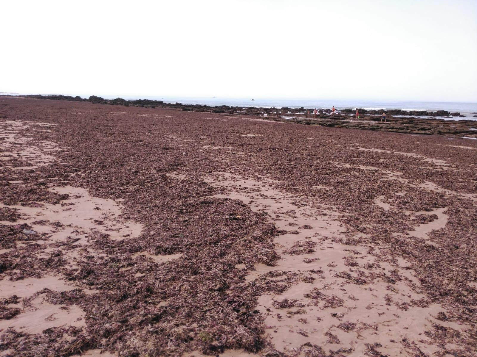 Arribazones de alga invasora en el litoral gaditano