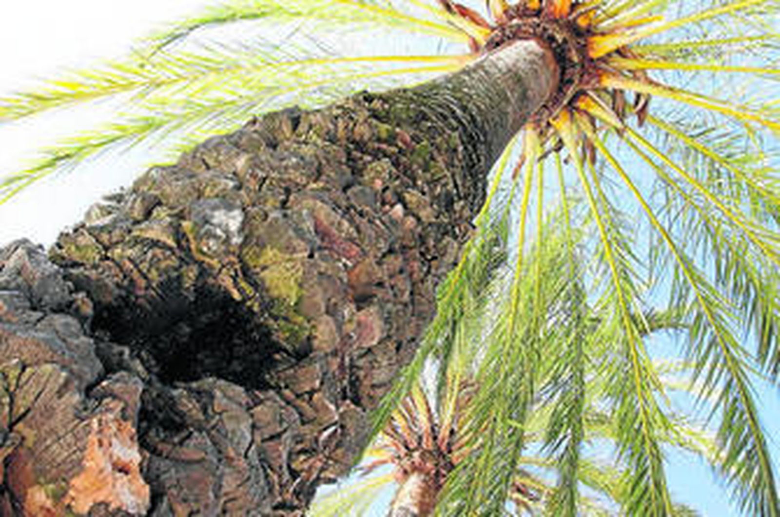 Una de las palmeras en la Alameda del Río que reibió el tratamiento contra el insecto.