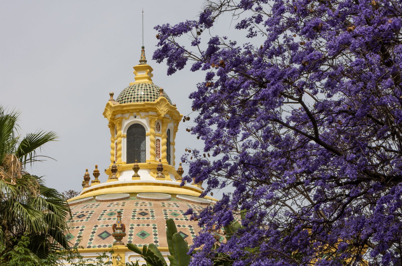 Las jacarandas vuelven a teñir de morado Sevilla