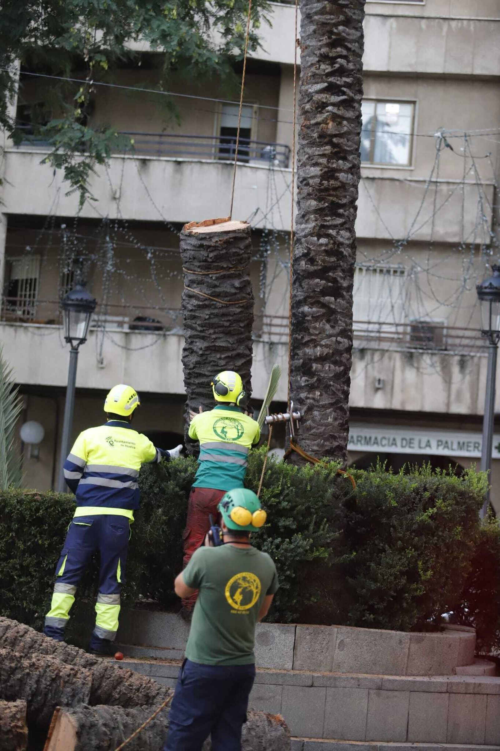 Las imágenes de la tala de la emblemática Palmera de Huelva