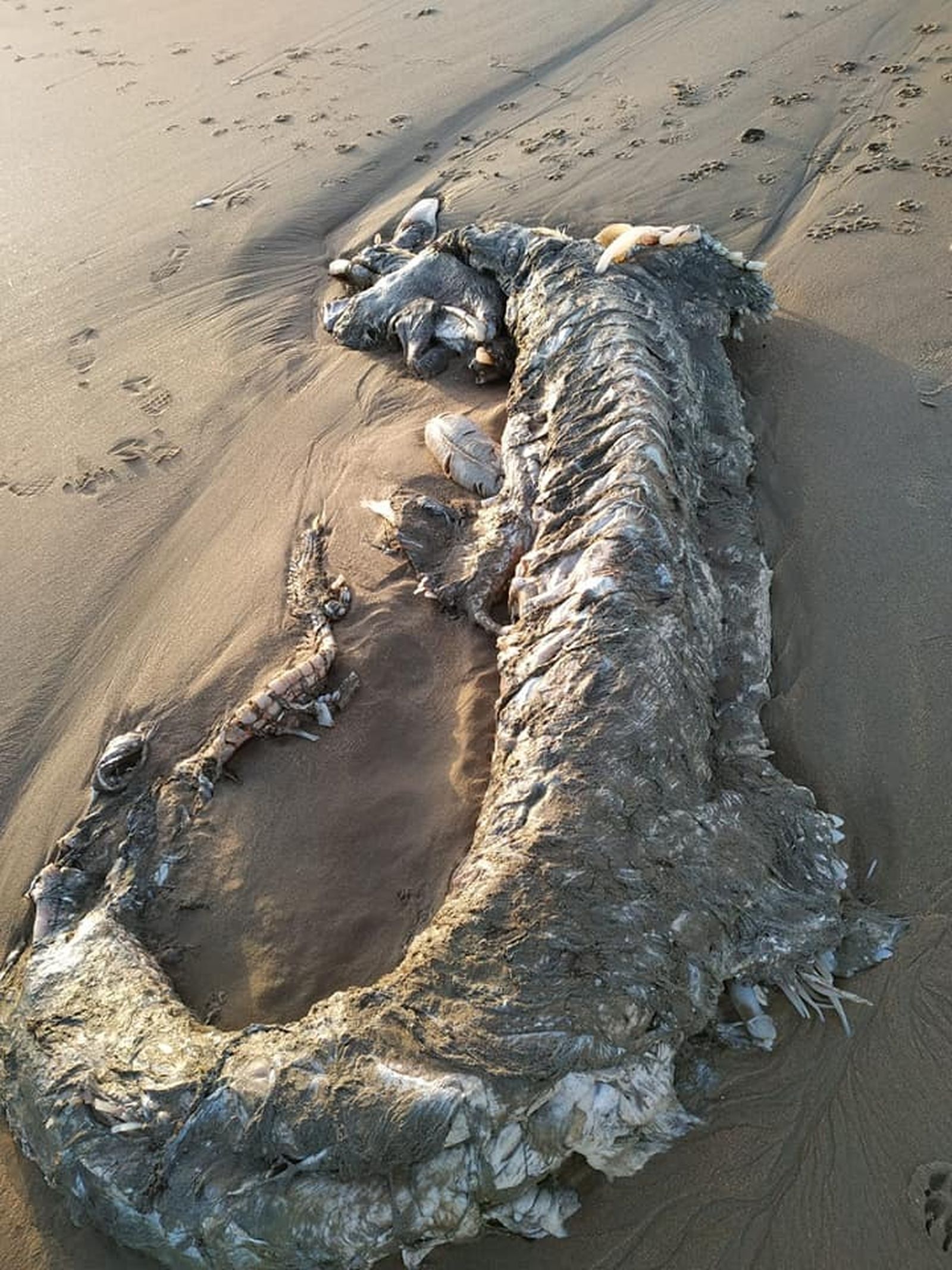 El cádáver del animal marino aparecido en la playa de Islantilla.