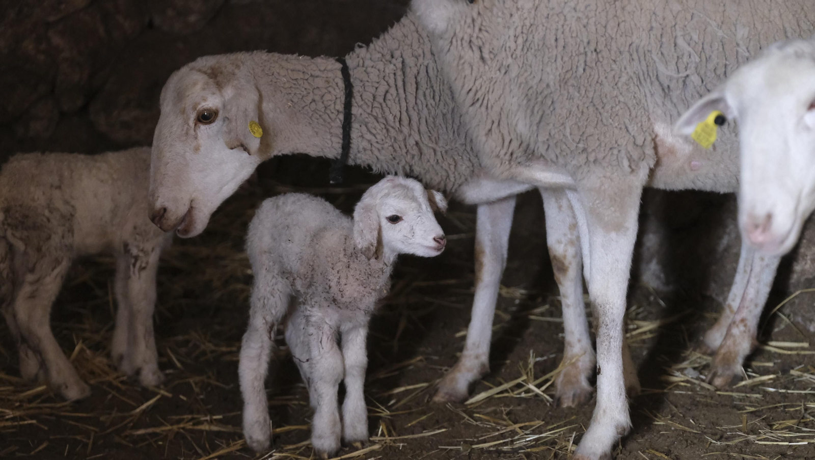 Fotogalería de la ganadería tradicional de Vélez Rubio, las imágenes más tiernas de los corderos recién nacidos