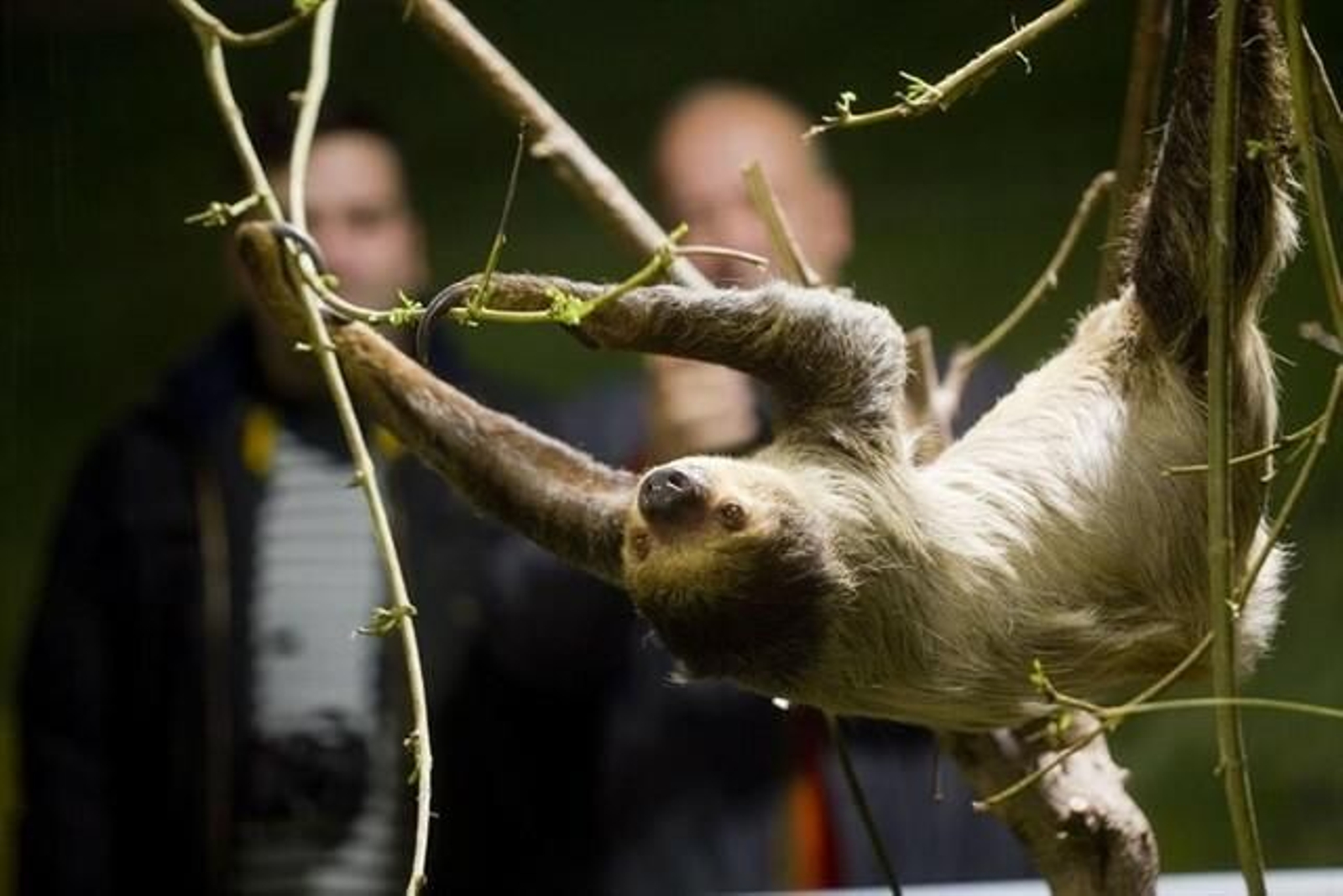 Hembra de perezoso de dos dedos