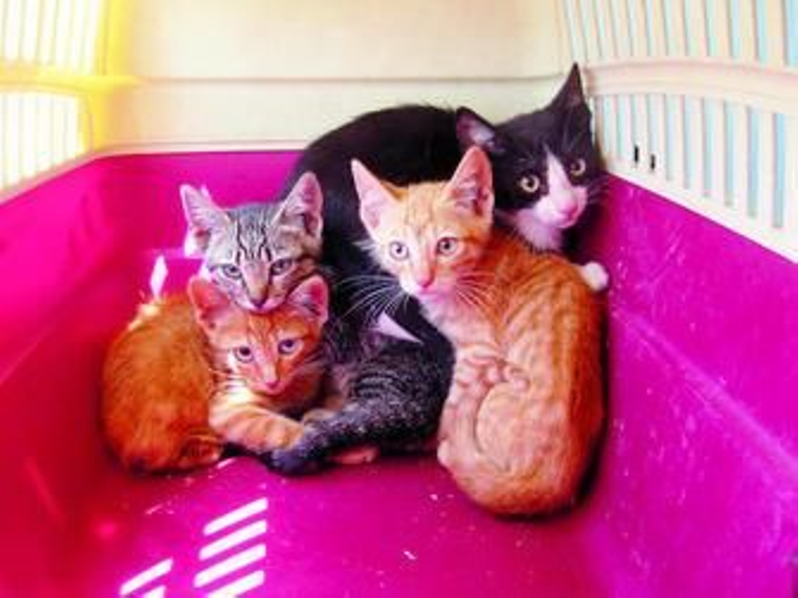 Camada de gatos dados en acogida por la Sociedad Protectora de Animales de Málaga.