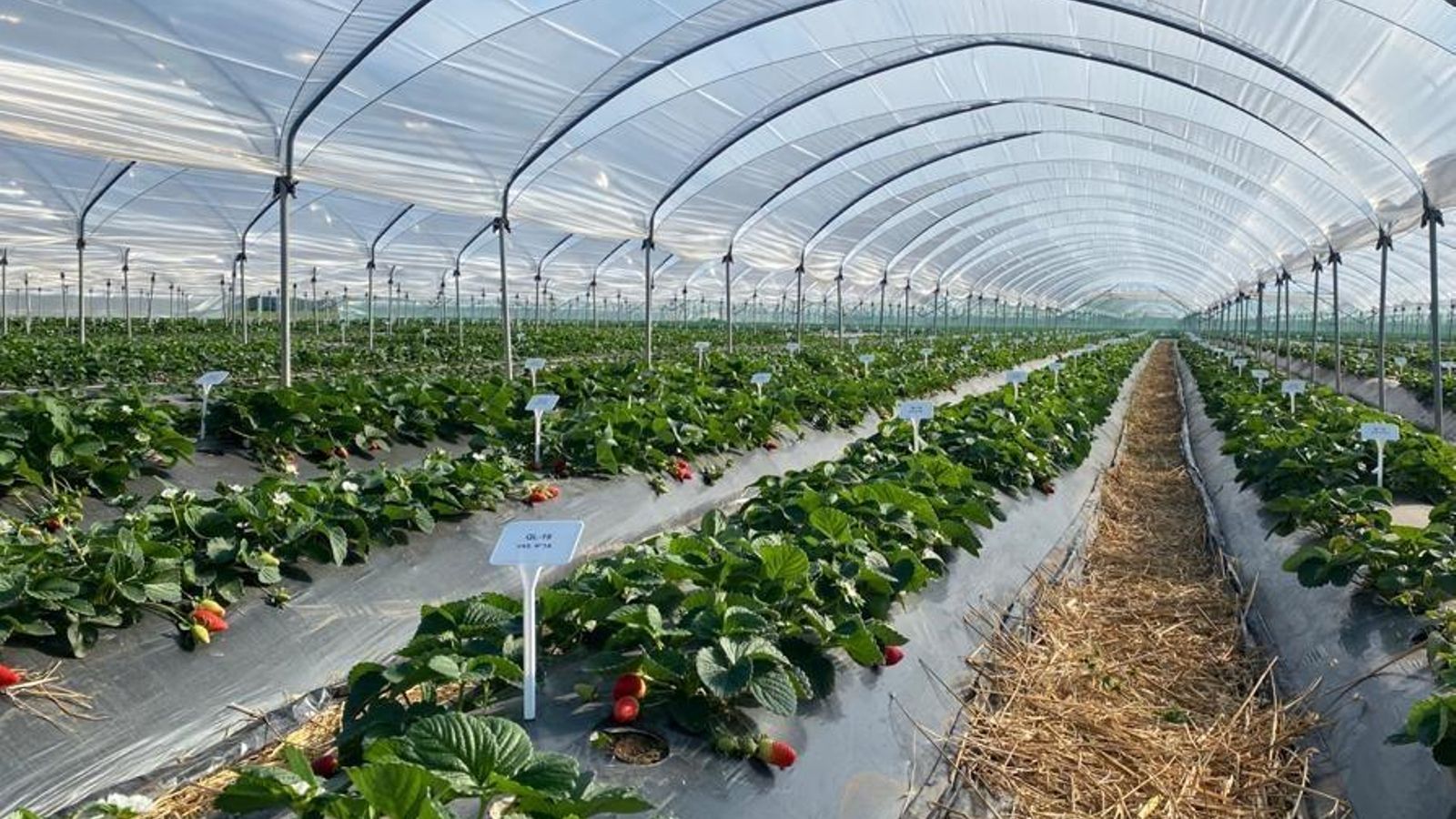Plantaciones de Nova Siri Genetics