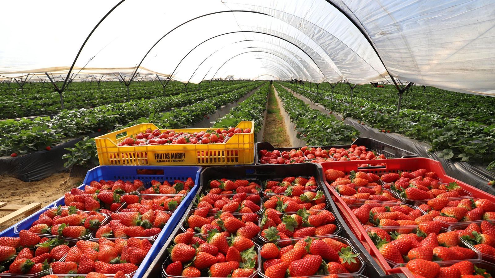 Recogida de fresas en la provincia de Huelva.