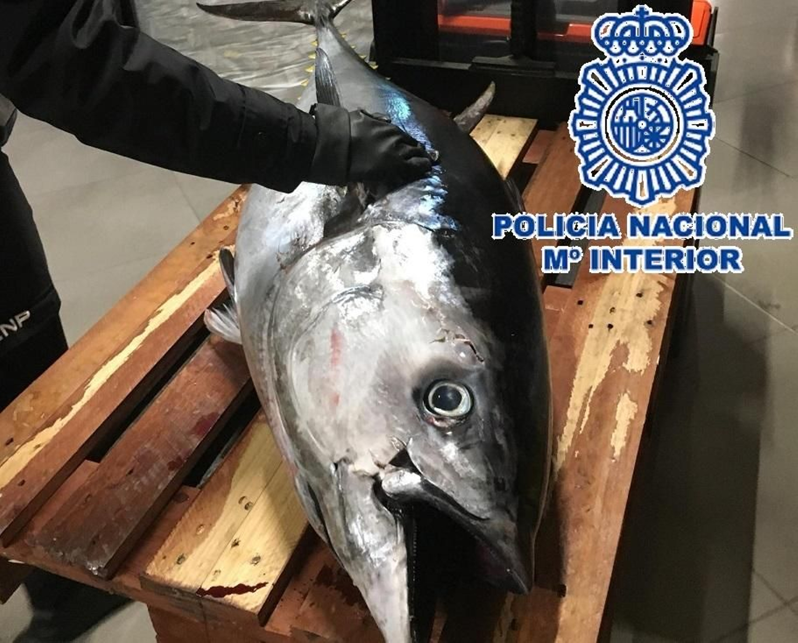 Uno de los atunes intervenidos por la Policía Nacional.