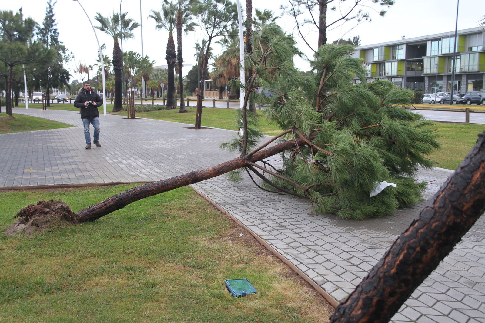 Consecuencias del temporal de lluvia y viento a su paso por la capital