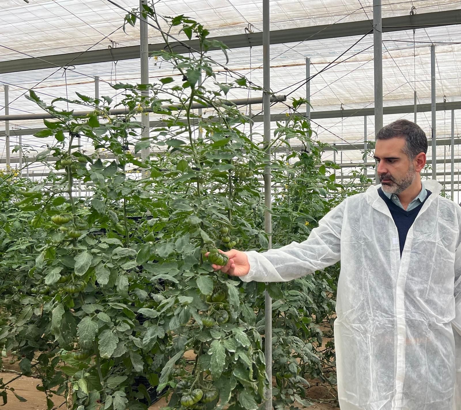 El consejero, en una visita a un invernadero almeriense.