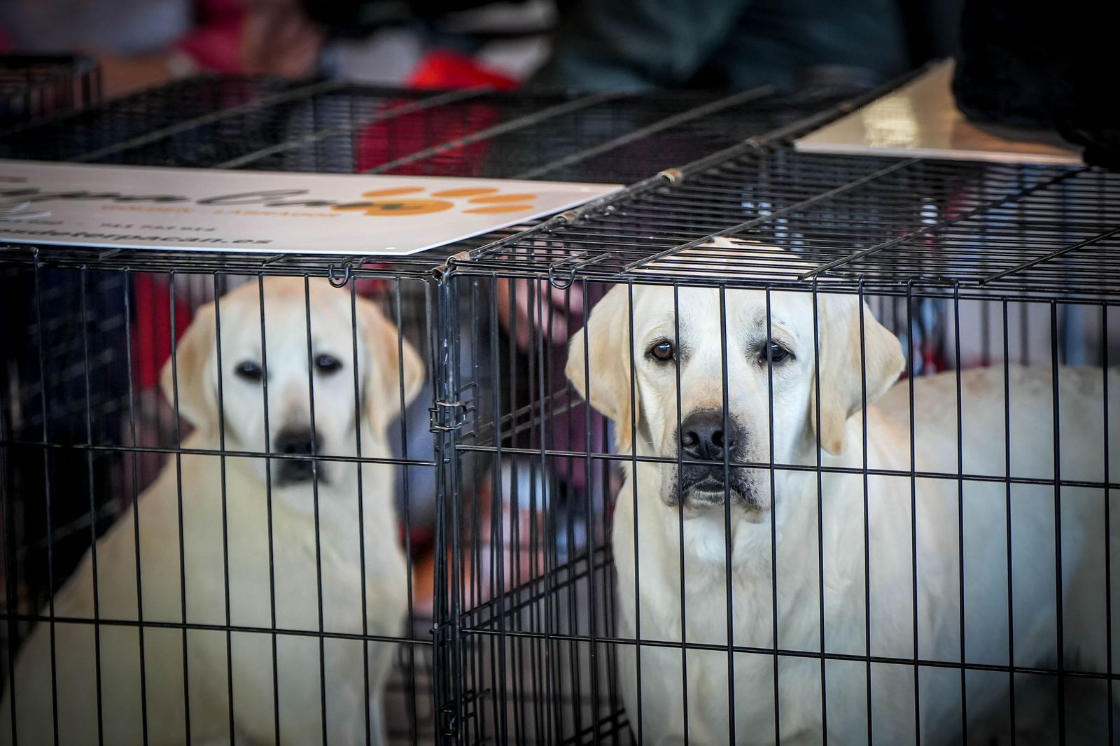 Espectacular exposición canina en Ifeca Jerez, en imágenes