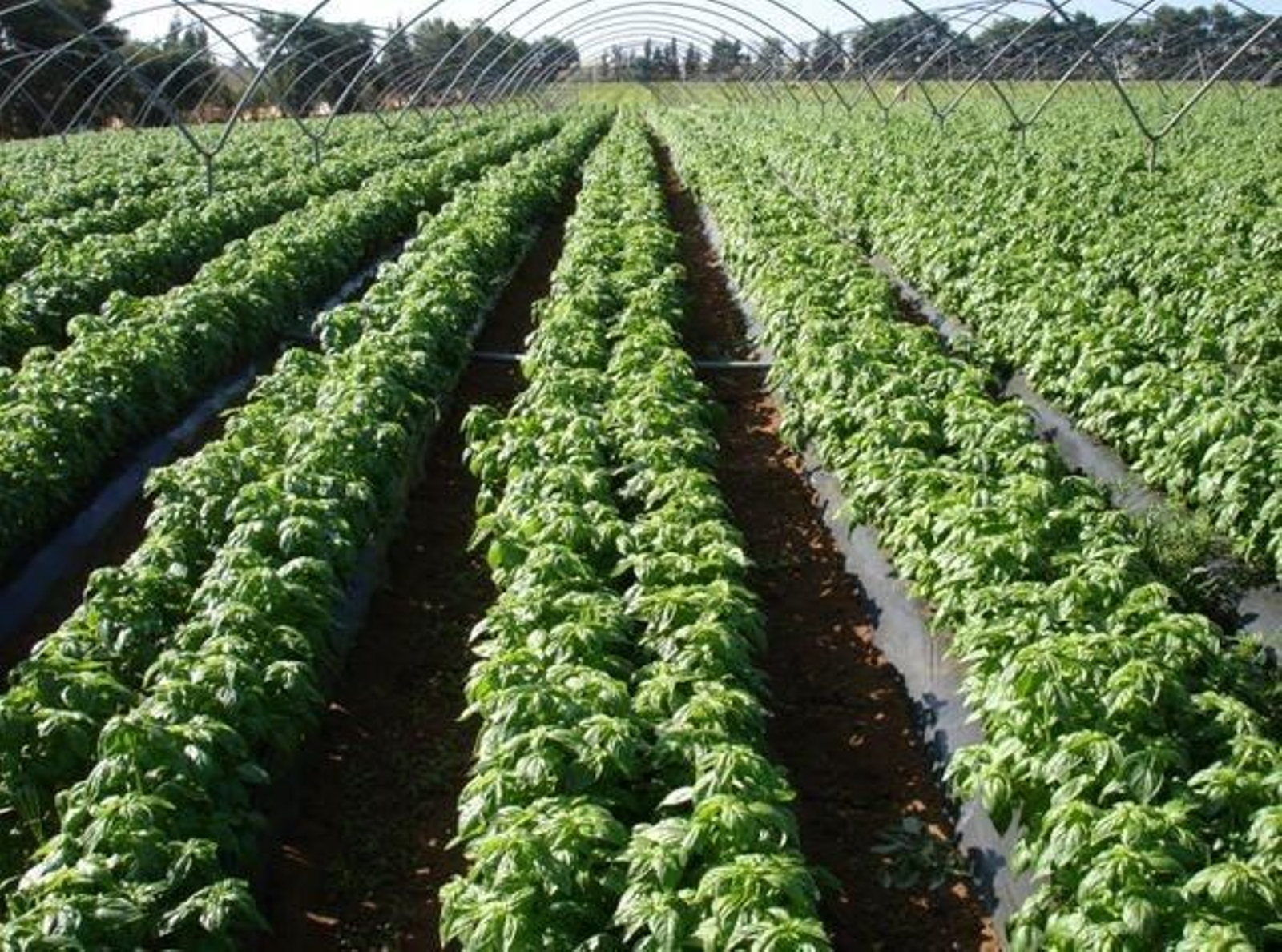 Albahaca, uno de los productos que comercializa Herbex