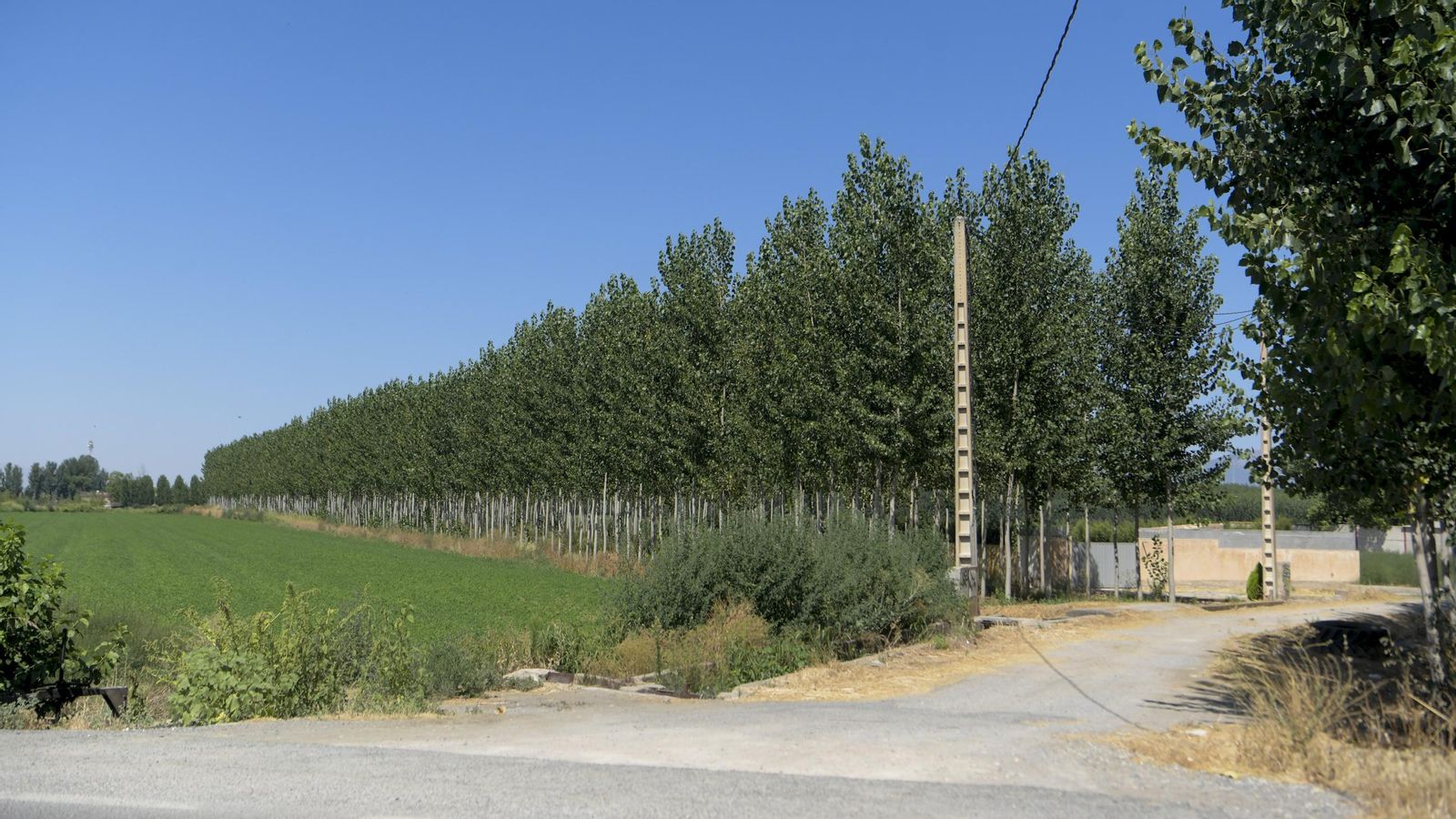 Las choperas de Granada se reparten principalmente por la Vega de Granada