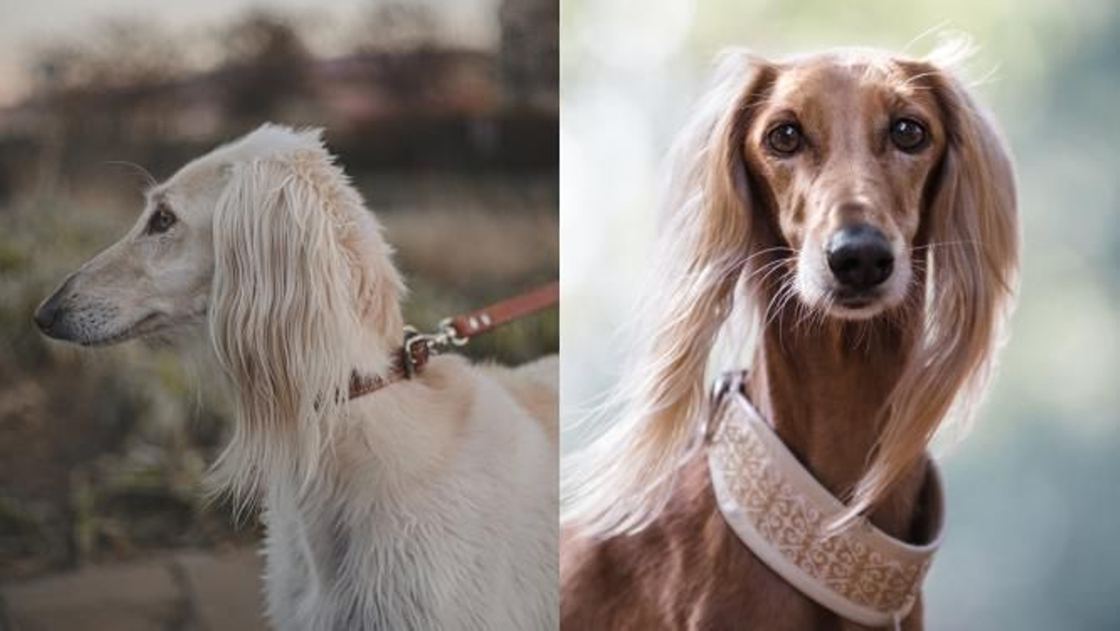 Saluki o galgo persa