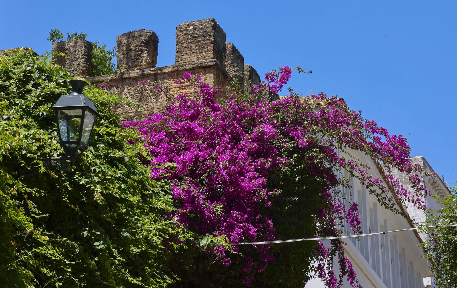 La buganvilla, la otra flor de Sevilla