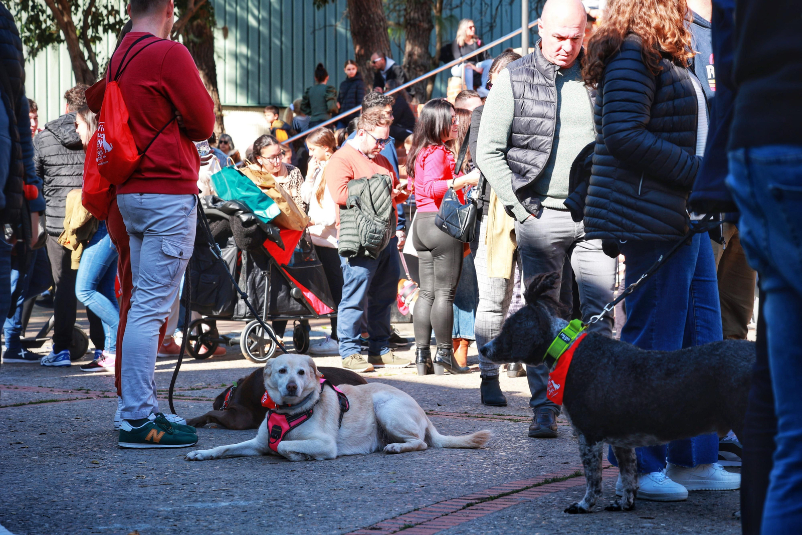 San Fernando celebra la fiesta de San Antón en el Parque