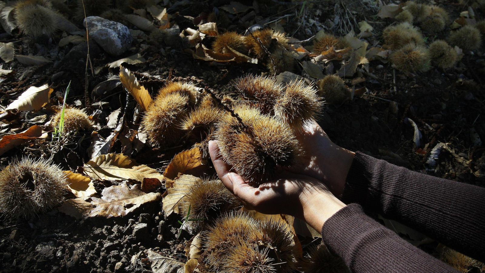 Una mujer recoge castañas durante la campaña