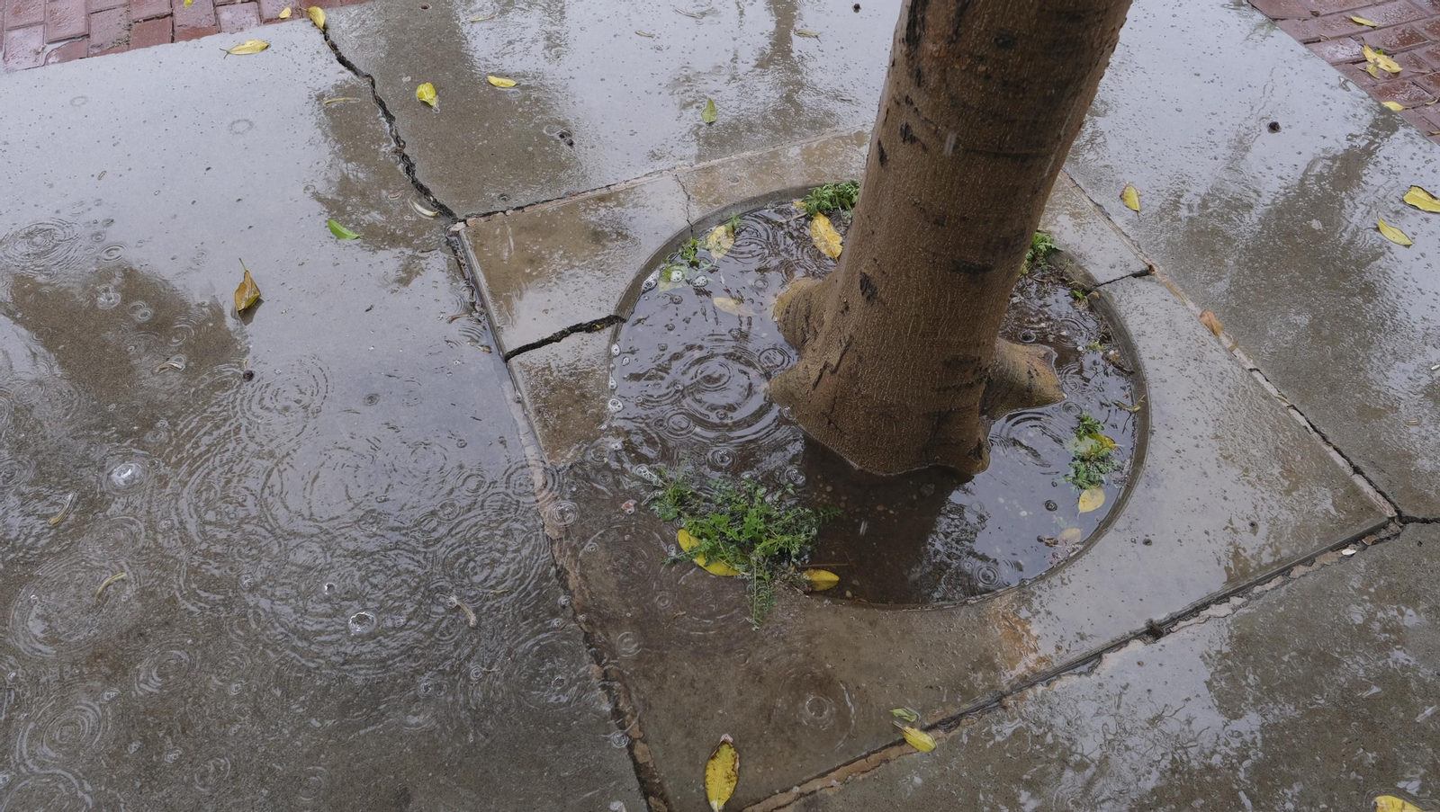 Los almerienses expresan su alegría por la lluvia