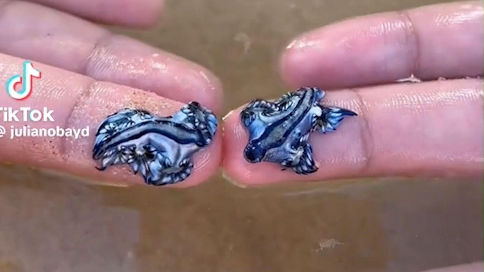 Los expertos insisten: los dragones azules no deben tocarse bajo ninguna circunstancia, ni siquiera con guantes.