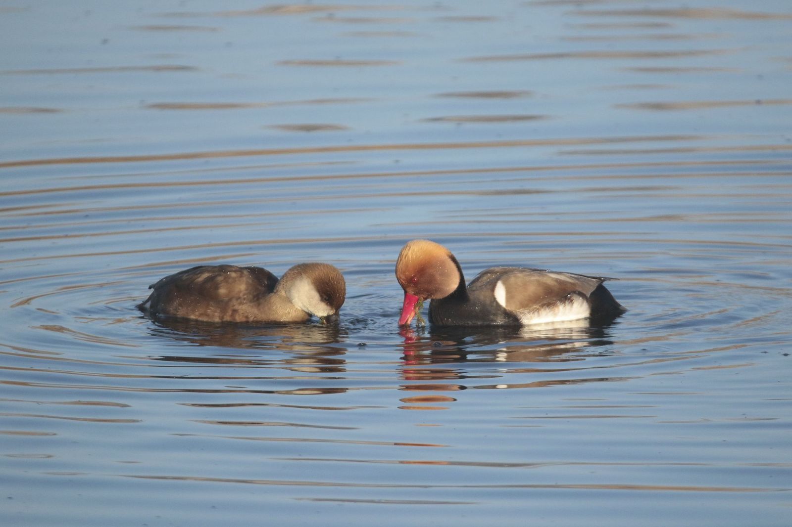 El acuífero de Doñana presenta signos de recuperación lenta