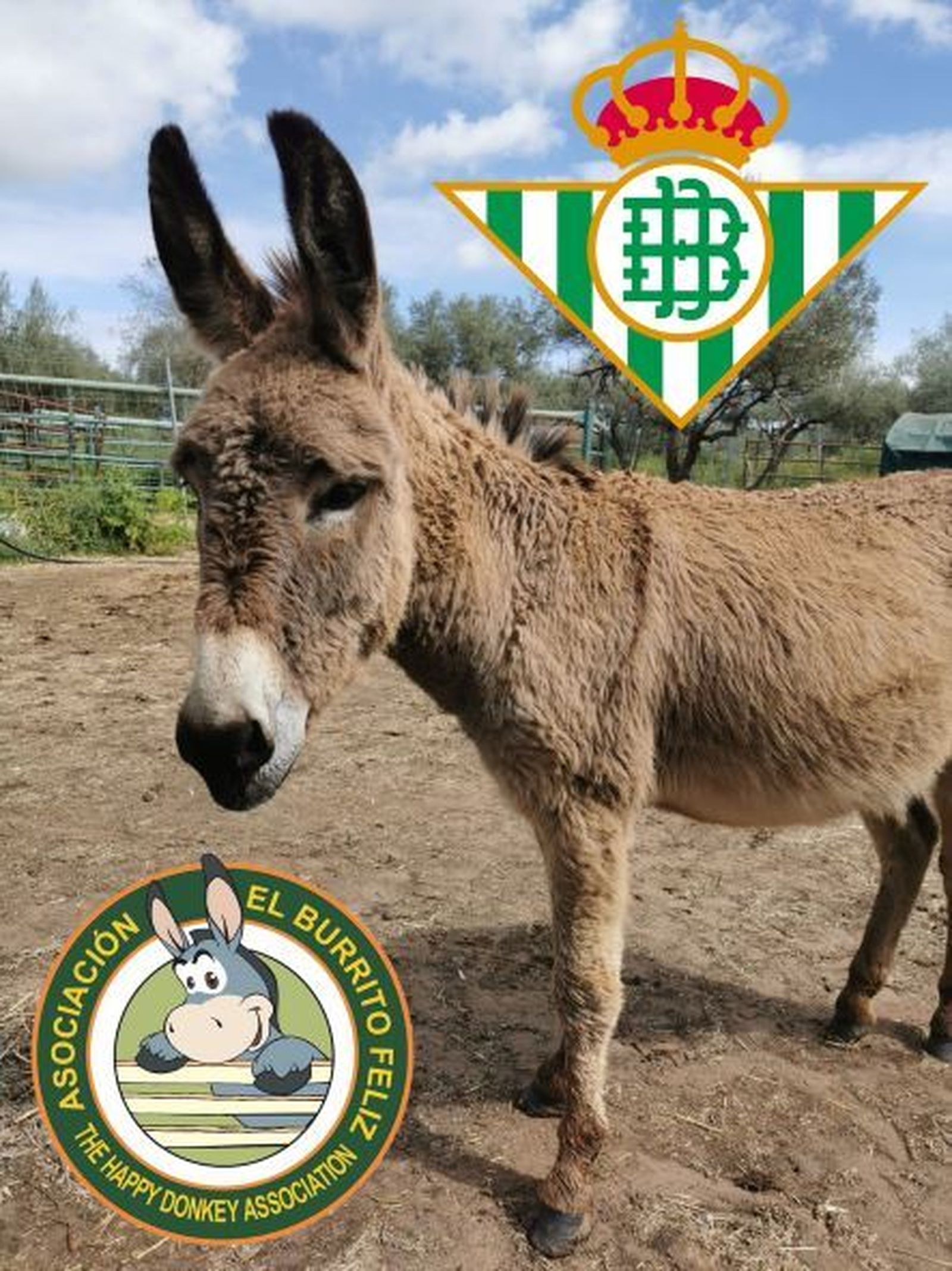 El burrito Joaquín preparado para ver la final de la Copa del Rey.