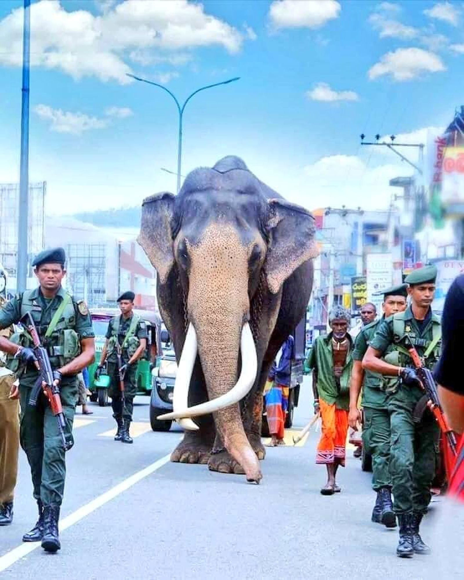 Muere el elefante más preciado de Sri Lanka