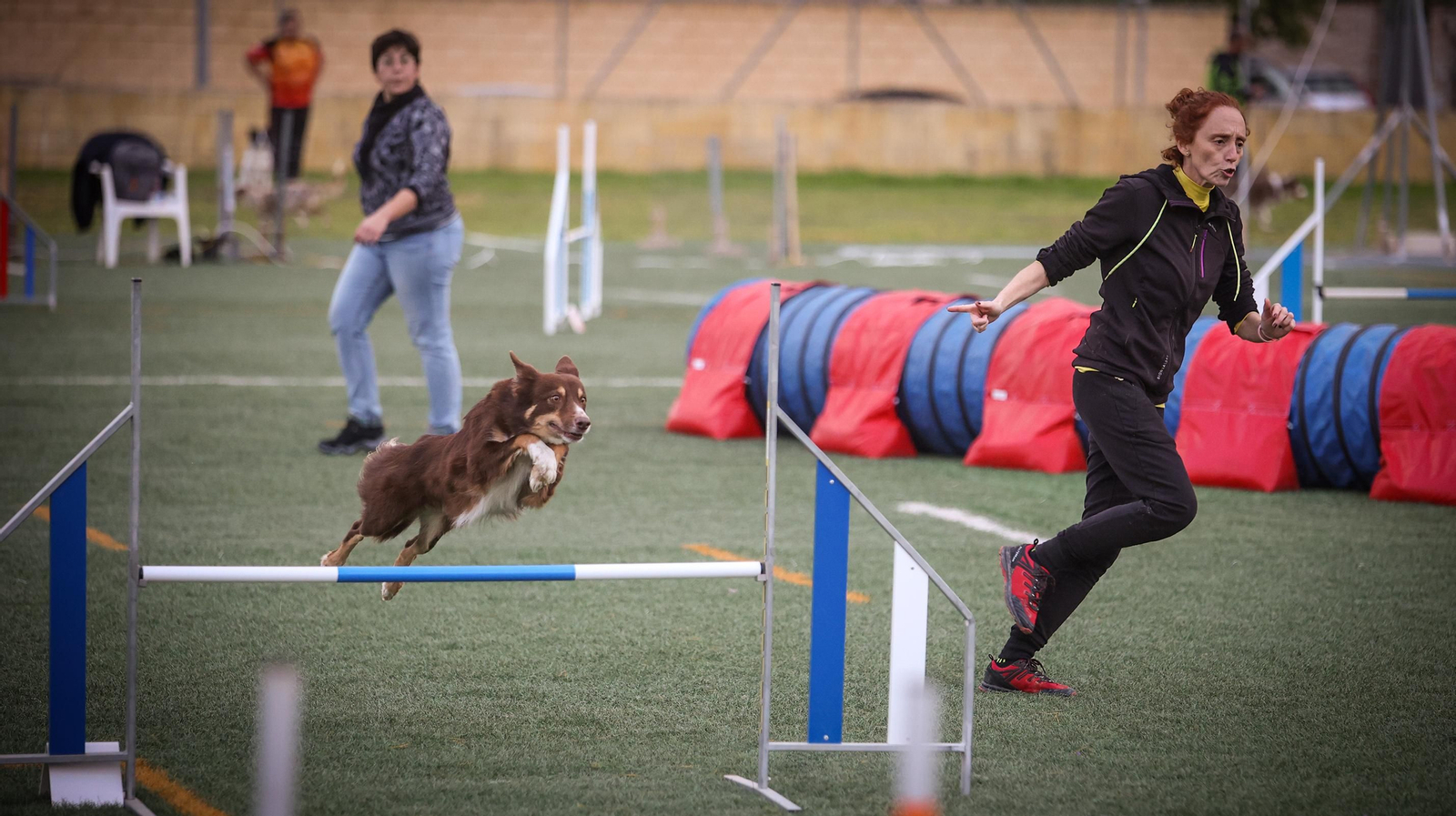 Habilidad canina en la prueba puntuable para el Campeonato de España de 'Agility' celebrado en Jerez Espectaculares las pruebas de disciplina canina puntuables para el Campeonato de España de Agility
