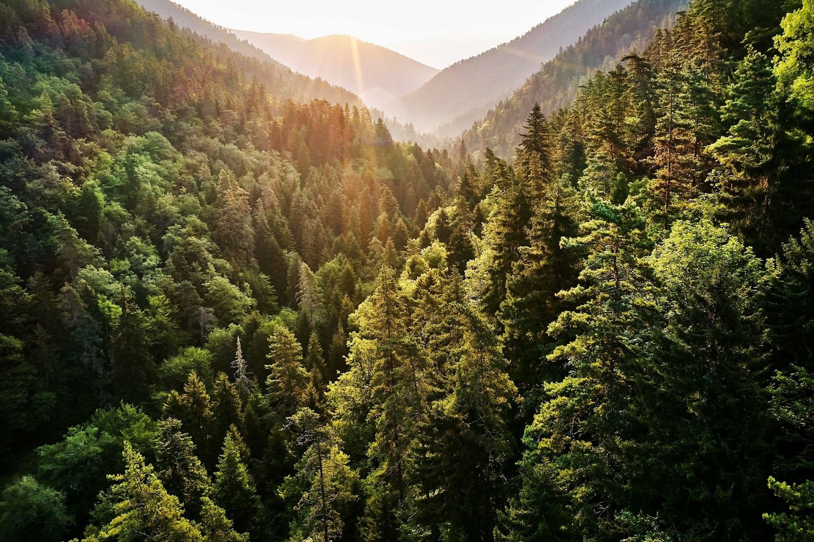 Banca March apuesta por la sostenibilidad en su nueva gama de servicios