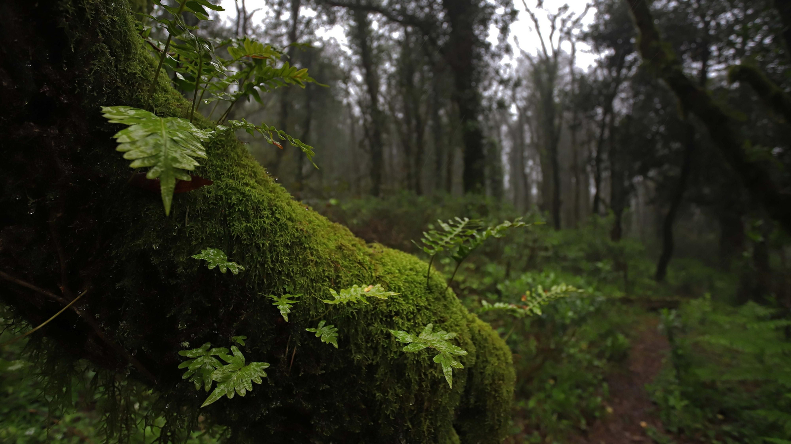 El Bosque de la Niebla