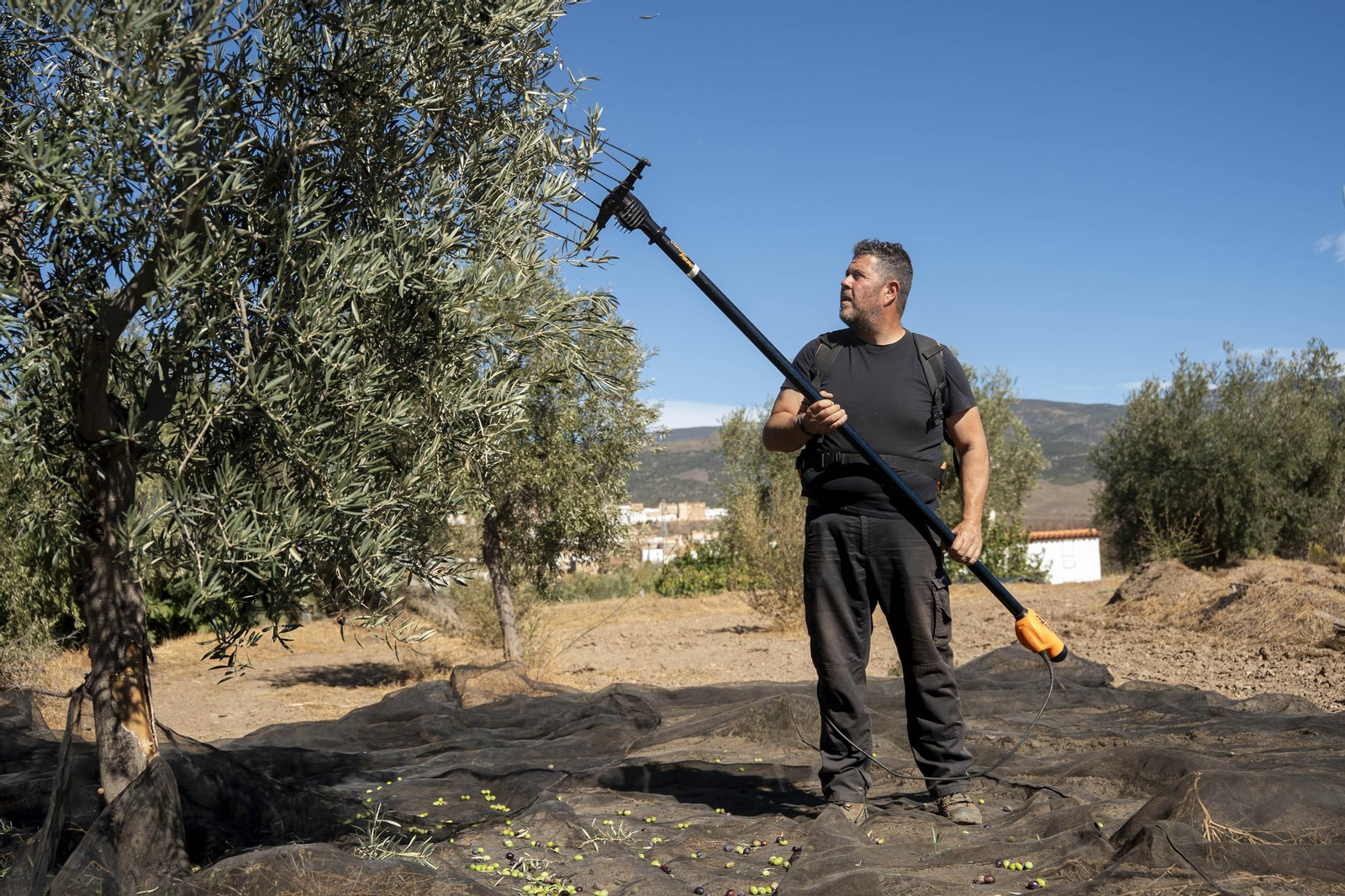 Las imágenes de la campaña recogida de acetuna en Fiñana
