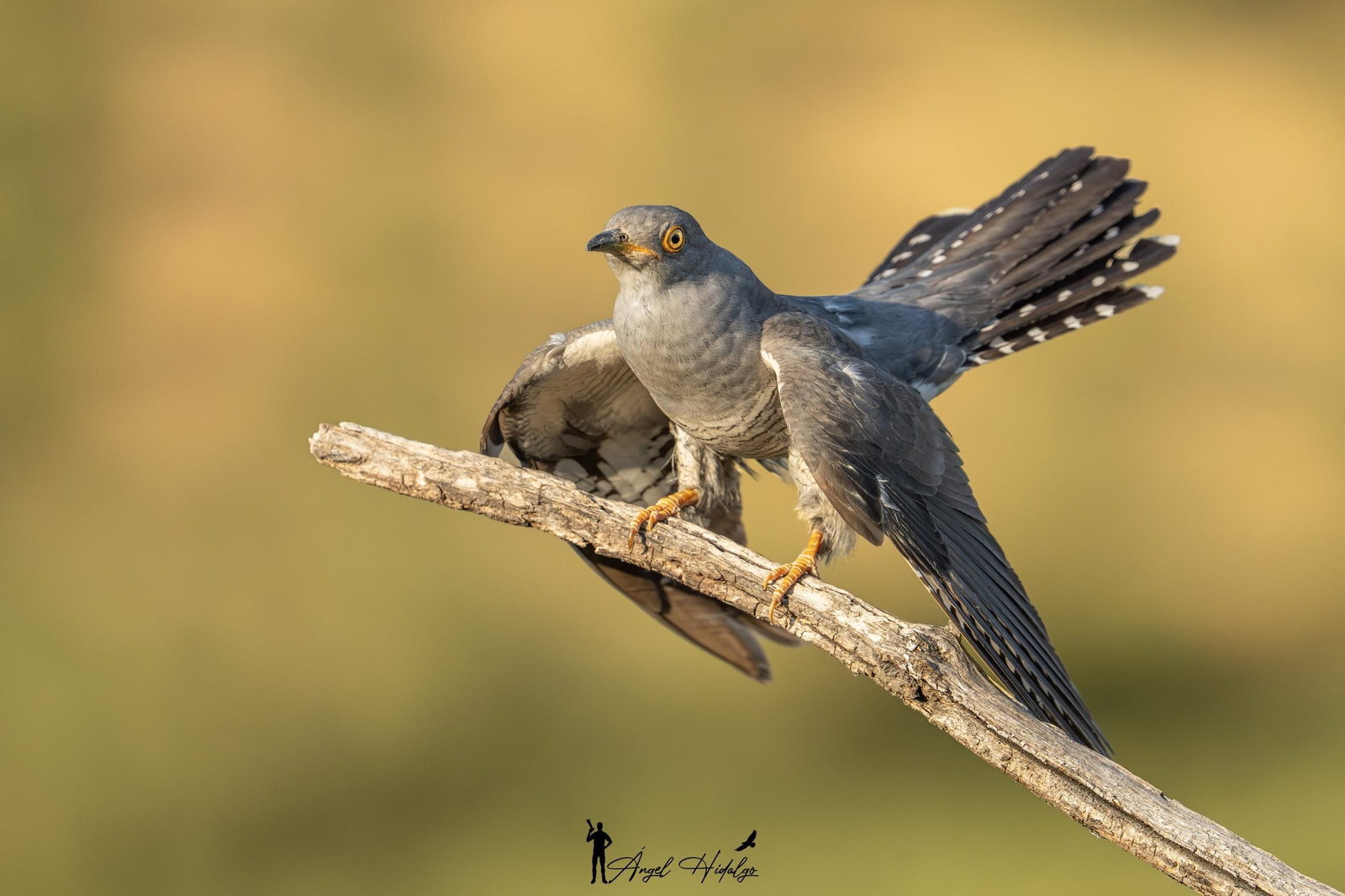 Ángel Hidalgo, el fotógrafo que inmortalizó al lince blanco Satureja:
